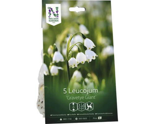 Nelson Garden Logo, blomlökar Leucojum Gravetye Giant, sommarsnöklocka, 5 stycken, växthöjd 35 centimeter.
