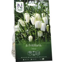 Nelson Garden Logo. Förpackning med 6 blomlökar Fritillaria Alba. De vita, klockformade blommorna når en höjd på 30 centimeter.