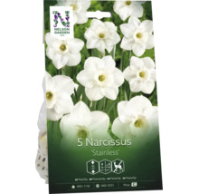 Nelson Garden Logo. Förpackning med 5 narcisslökar Stainless, höjd cirka 40 centimeter, blommar i flera år och är rådjursresistent.