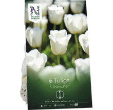 Nelson Garden Logo, förpackning med 6 tulpanlökar Clearwater, vita blommor, växthöjd cirka 60 centimeter.