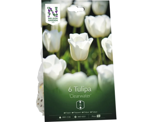 Nelson Garden Logo, förpackning med 6 tulpanlökar Clearwater, vita blommor, växthöjd cirka 60 centimeter.