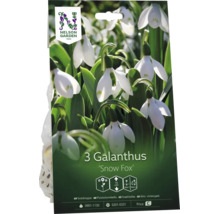 Nelson Garden Logo, förpackning med 3 Galanthus Snow Fox snödroppar blomlökar, växthöjd cirka 15 centimeter.