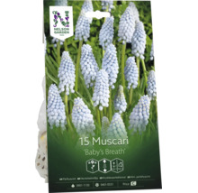Nelson Garden Logo. Förpackning med 15 Muscari Baby's Breath lökar, ljusblå blommor, höjd 25 centimeter.