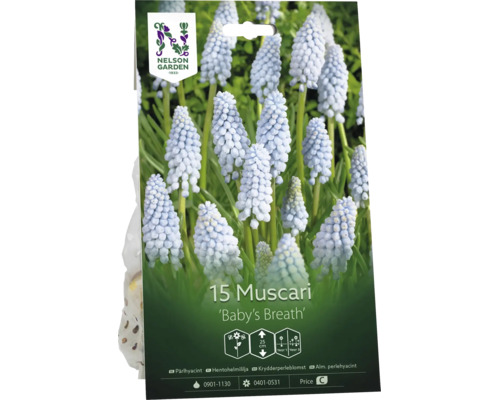 Nelson Garden Logo. Förpackning med 15 Muscari Baby's Breath lökar, ljusblå blommor, höjd 25 centimeter.