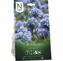 Nelson Garden Logo. Förpackning med 10 Allium Caeruleum blomlökar. Blå klotrunda blommor, höjd 60 centimeter, lämplig för snitt, rådjursresistent.