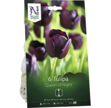 Förpackning med 6 mörklila tulpanlökar Queen Of Night från Nelson Garden Logo. Tulpanerna blir 60 centimeter höga.