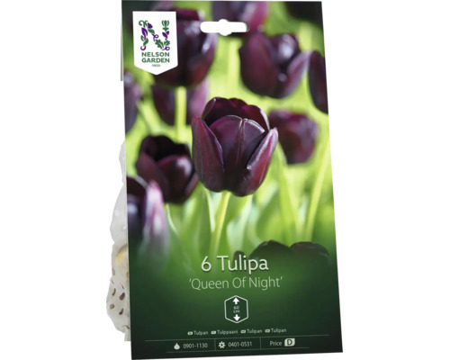 Förpackning med 6 mörklila tulpanlökar Queen Of Night från Nelson Garden Logo. Tulpanerna blir 60 centimeter höga.