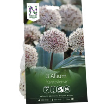 Nelson Garden Logo på förpackning för tre Allium Karataviense blomlökar med klotformade blommor och symboler för höjd 20 centimeter, bivänlighet och resistens mot vilt.