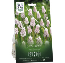 Nelson Garden Logo, fem stycken Muscari Pink Sunrise blomlökar, ljusrosa pärlhyacinter, växthöjd femton centimeter.