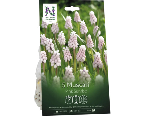 Nelson Garden Logo, fem stycken Muscari Pink Sunrise blomlökar, ljusrosa pärlhyacinter, växthöjd femton centimeter.