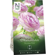 Nelson Garden Logo på en förpackning med 12 stycken bukettranunkel Picotee Pink. Blommorna är rosa och vita. Växthöjd cirka 25 centimeter.