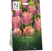 Förpackning med sex blomlökar av tulpanen Salmon Prince från Nelson Garden. Växthöjd cirka 35 centimeter. Nelson Garden Logo.