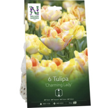 Förpackning med 6 Nelson Garden tulpanlökar Charming Lady, höjd 50 centimeter.