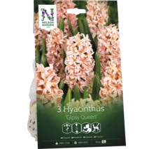 3 Nelson Garden hyacinter Gipsy Queen, blommande, 25 centimeter höjd, doftande, rådjursresistent. Nelson Garden Logo.