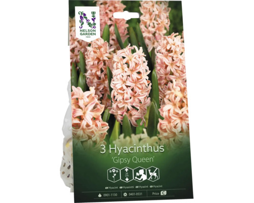 3 Nelson Garden hyacinter Gipsy Queen, blommande, 25 centimeter höjd, doftande, rådjursresistent. Nelson Garden Logo.