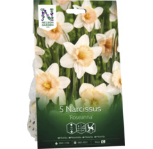 Förpackning med 5 påsklilja Roseanna lökar, höjd 40 centimeter, rådjursresistent, Nelson Garden Logo.