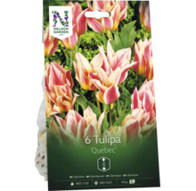 Förpackning med 6 tulpanlökar Tulipa Quebec från Nelson Garden. Växthöjd circa 20 centimeter. Nelson Garden Logo.