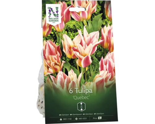 Förpackning med 6 tulpanlökar Tulipa Quebec från Nelson Garden. Växthöjd circa 20 centimeter. Nelson Garden Logo.