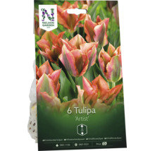 6 tulpanlökar Nelson Garden Tulipa Artist, växthöjd 35 centimeter.