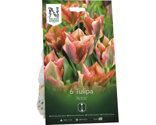 6 tulpanlökar Nelson Garden Tulipa Artist, växthöjd 35 centimeter.