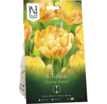 Nelson Garden Logo, förpackning med 6 tulpanlökar av sorten Tulipa Granny Award, växthöjd cirka 50 centimeter.