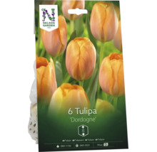 Förpackning med 6 tulpanlökar av sorten Dordogne från Nelson Garden, växthöjd 60 centimeter, orange blommor.