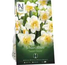 Förpackning med 5 narcisser Sweet Desire, dubbla blommor, växthöjd 40 centimeter, Nelson Garden Logo.