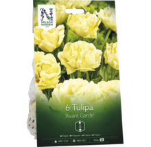 Förpackning med 6 Nelson Garden tulpanlökar Avant Garde, gräddvita fyllda blommor, växthöjd 35 centimeter.