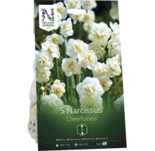 Förpackning med 5 narcisslökar Cheerfulness, vita blommor, höjd 40 centimeter, Nelson Garden Logo.
