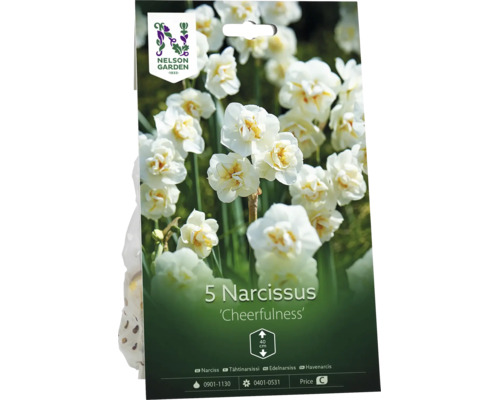 Förpackning med 5 narcisslökar Cheerfulness, vita blommor, höjd 40 centimeter, Nelson Garden Logo.