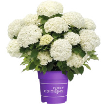 Vit hortensia med många blomklasar i en lila kruka med First Editions Logo.