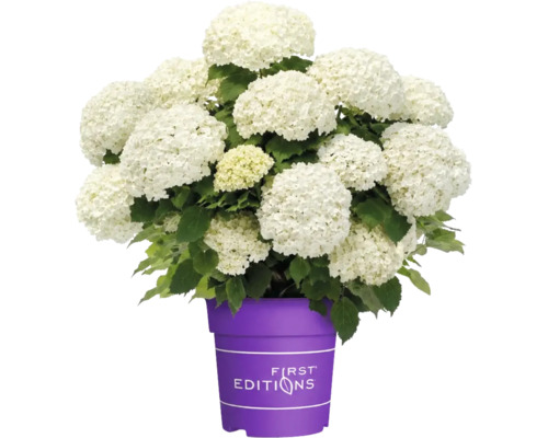 Vit hortensia med många blomklasar i en lila kruka med First Editions Logo.