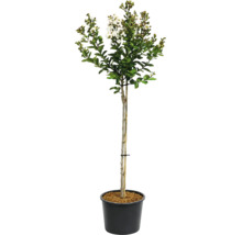 Lagerstroemia indica Lagerströmia som uppstammad med vita blommor i en svart plastkruka.