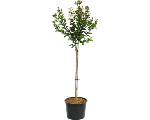 Lagerstroemia indica Lagerströmia som uppstammad med vita blommor i en svart plastkruka.