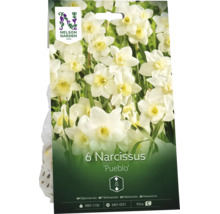 6 narcisslökar Pueblo med Nelson Garden Logo, vita blommor, höjd 25 centimeter.