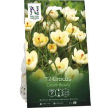 Nelson Garden Logo, fröpåse för 12 snökrokusar Cream Beauty, krämvita blommor, växthöjd cirka 10 centimeter.