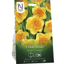 Nelson Garden Logo. 5 påskliljor Bright Corsage blomlökar, växthöjd 40 centimeter, blomning första året, rådjursresistent.