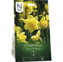 Nelson Garden lökförpackning med 5 stjärnnarcisser Spring Paradise, gula fyllda blommor, växthöjd cirka 40 centimeter.