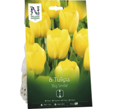 Förpackning med 6 tulpanlökar Tulipa Big Smile från Nelson Garden. Gula tulpaner med en höjd på cirka 60 centimeter.