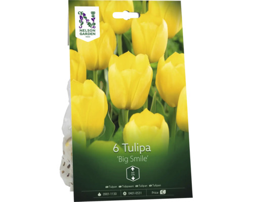 Förpackning med 6 tulpanlökar Tulipa Big Smile från Nelson Garden. Gula tulpaner med en höjd på cirka 60 centimeter.