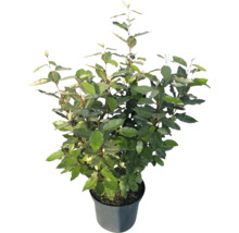 Städsegrön bredbladig silverbuske Elaeagnus ebbingei med gröna blad i svart plastkruka.