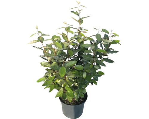 Städsegrön bredbladig silverbuske Elaeagnus ebbingei med gröna blad i svart plastkruka.