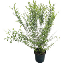 Liguster Ligustrum vulgare häckväxt i kruka