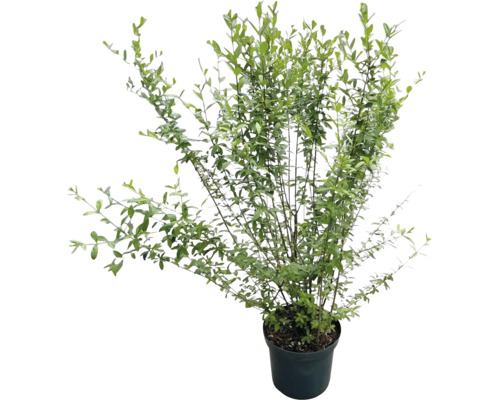 Liguster Ligustrum vulgare häckväxt i kruka