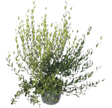 Olivträd i kruka med många grenar och små, smala blad.