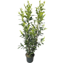 Lagerhägg Prunus laurocerasus med upprätt växtsätt och glänsande blad i en svart kruka.