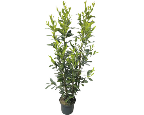 Lagerhägg Prunus laurocerasus med upprätt växtsätt och glänsande blad i en svart kruka.