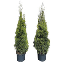 Två Thuja Smaragd i svart kruka.