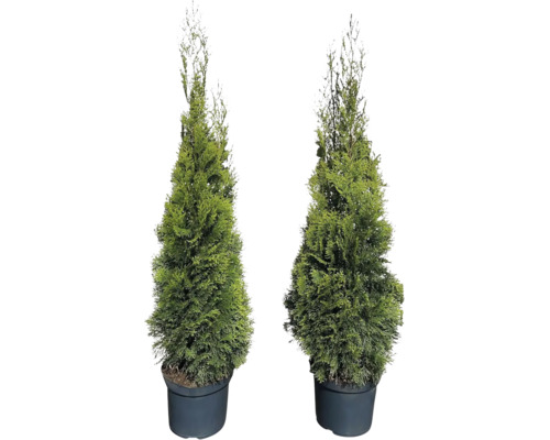 Två Thuja Smaragd i svart kruka.