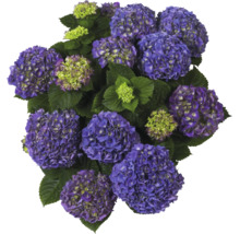 Blå hortensia med stora blomklasar och gröna blad.